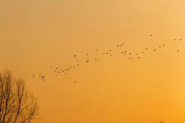 观鸟季来啦！在西安赴一场与候鸟的约会