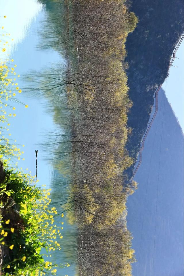 陇南油菜花提前开放，今天可以约起走！