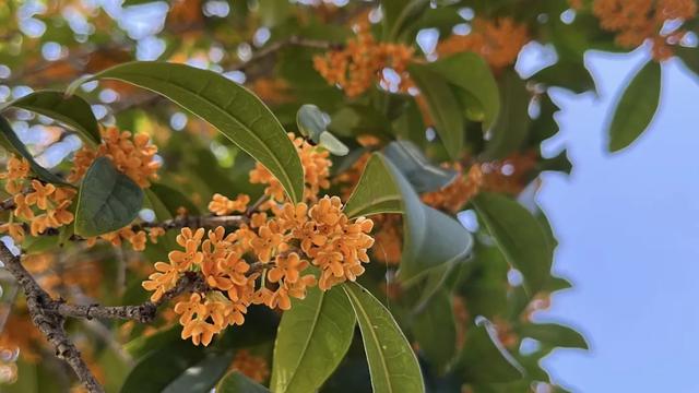 旬阳的秋天，是桂花味的~
