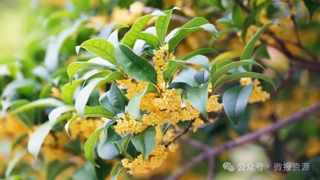 国庆假期桂北这个县的桂花树应时盛放 金粟满枝香溢全城