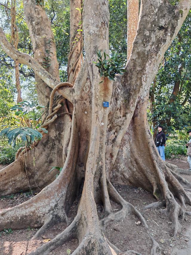 在植物园里寻找哲理