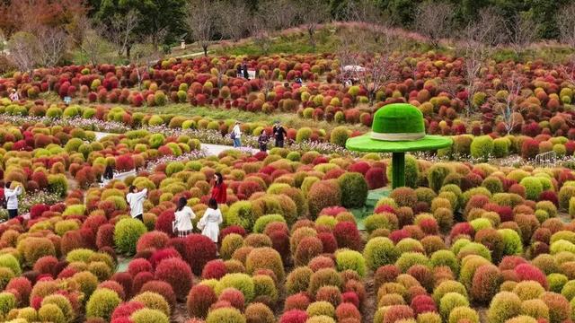 红了！沪郊最大地肤花海进入最佳观赏期，30万株“毛绒球”等你打卡
