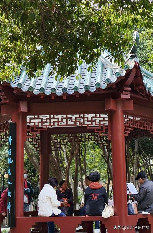 武汉第二波桂花开啦 ，去这些公园可赏金桂满枝