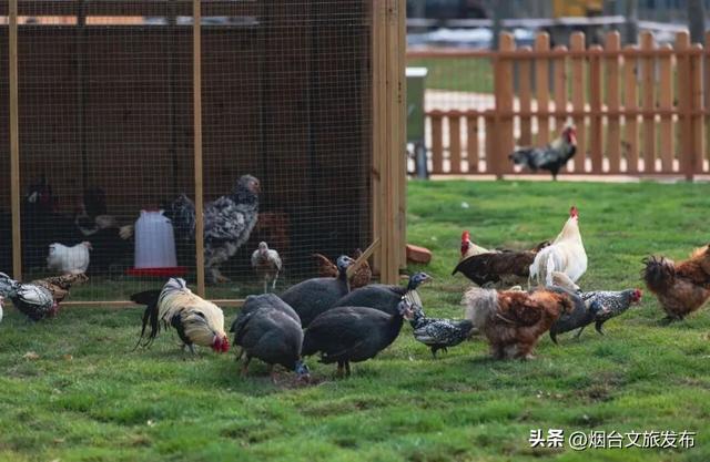 【乐游烟台】新晋遛娃地，烟台这家自然乐园超好玩