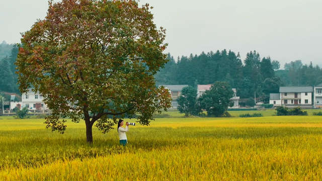 别等了！黄山的秋已铺满诗意，就差你的一句告白 | 皖美秋日