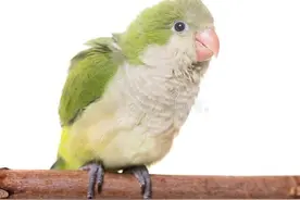 养什么宠物赚钱利润高？养什么最赚钱又好养？养和尚鹦鹉太暴利！图片