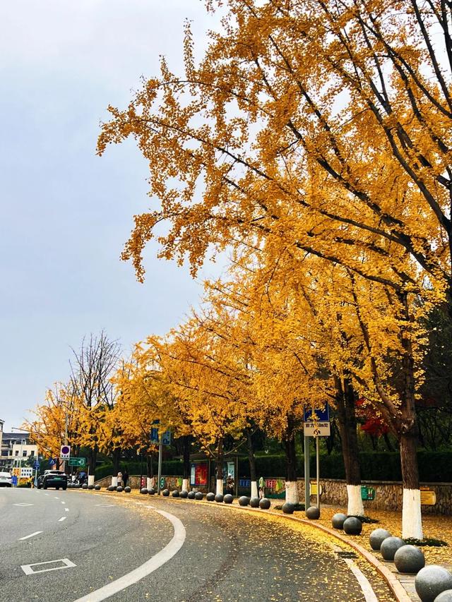 收藏!2025重庆最全赏秋地图出炉,这些私藏秘境美到犯规!