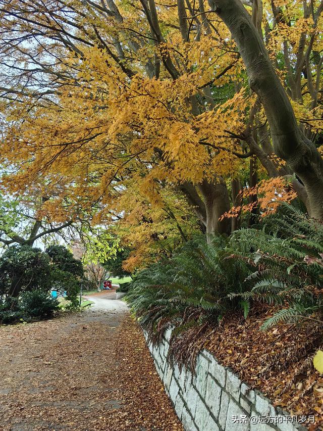 温哥华游记（五）