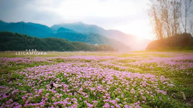 杭州秋冬的“多巴胺”美景来啦～