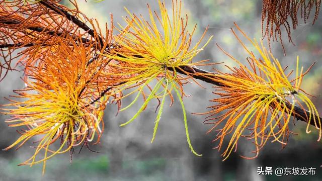 红了红了！东坡水杉出片率100%