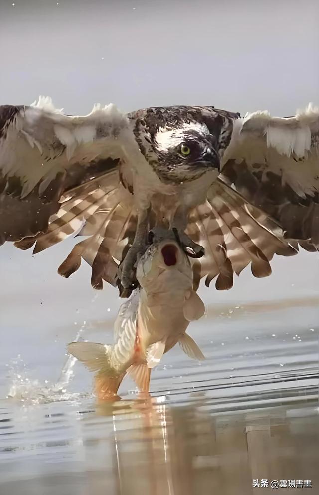 “丛林世界，智者生存”文化解读