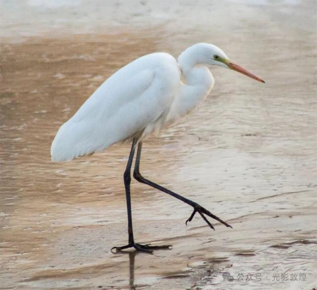 初冬,敦煌党河风情线白鹭翩跹