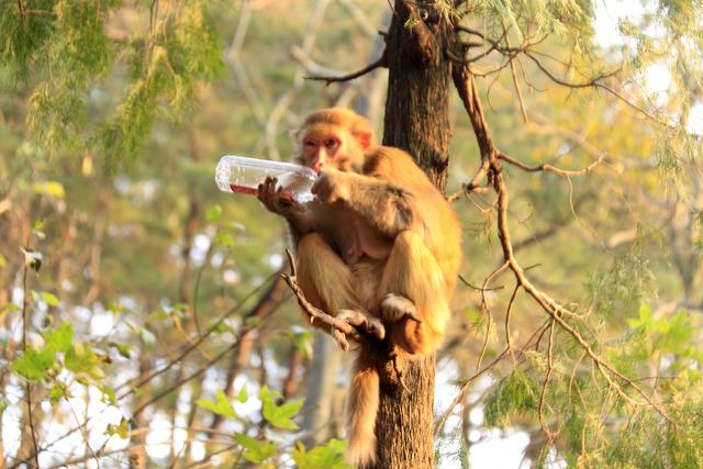 黔灵山的猴子真的会拧开瓶盖喝水