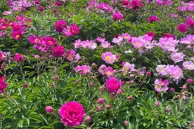 长岭县：芍药花开美如画 美景芬芳游人醉图片