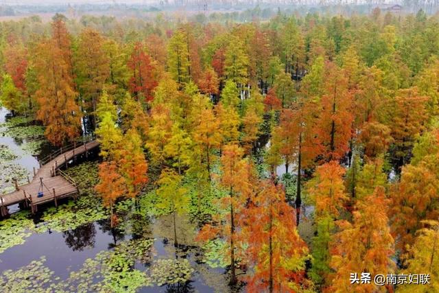 人在南京，红叶正盛，等你来～
