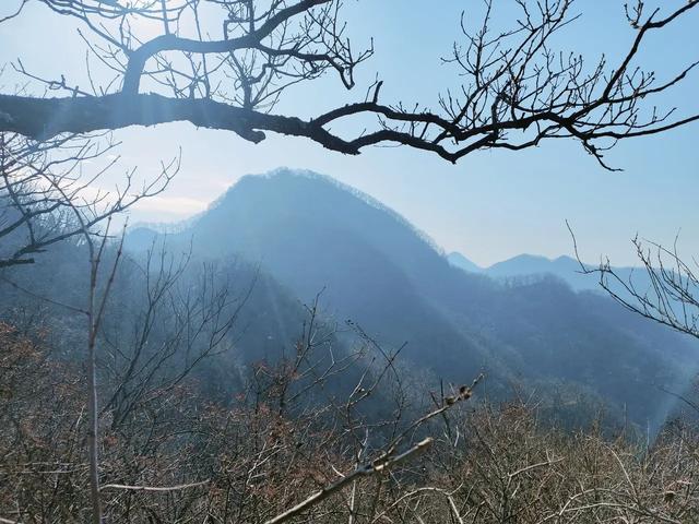 汝阳的一张绿色名片杨树岭古皂荚树