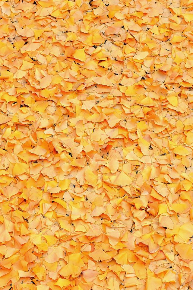 惠山古镇丨满地尽是🍂黄金甲