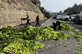 高速路上货车侧翻 数吨芹菜散落满地图片