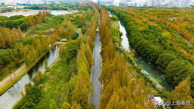 奉贤的秋天，才是上海隐藏的“顶流”！