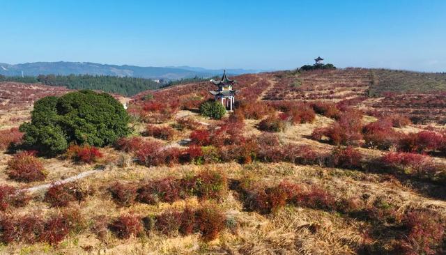 锦屏龙池多彩田园：冬日蓝莓园“枫”景独好