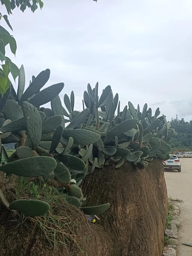滇游行纪之二: 土司寨→城子古村
