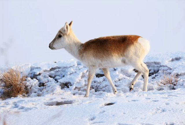 野外仅200多只！青海两兄弟8年捡59只回家，每只都给起名字