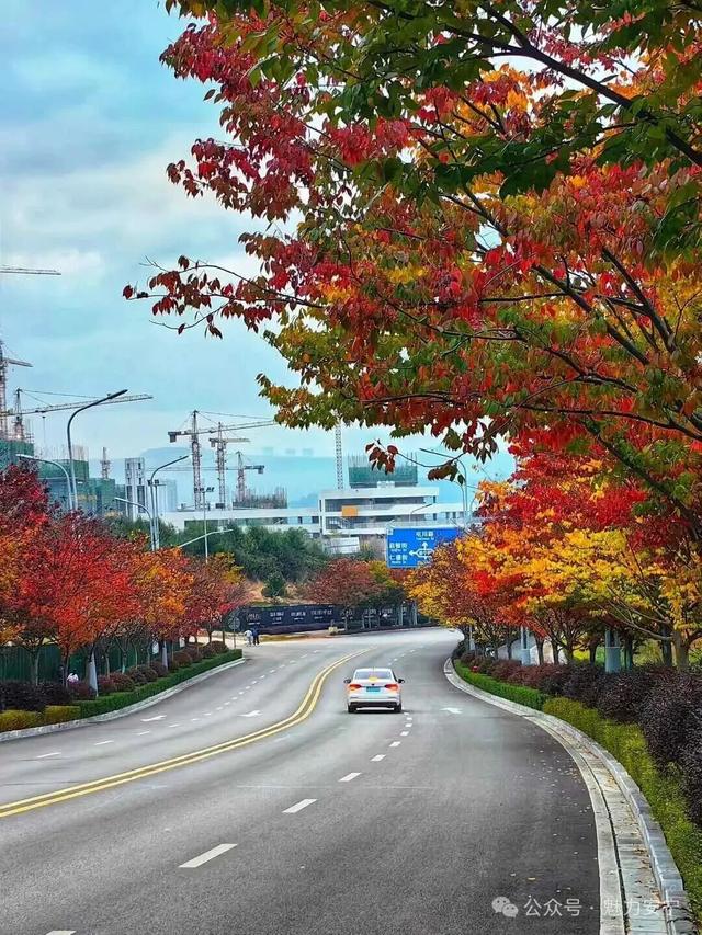 满树深红出浅黄，秋叶更胜二月花！去安宁邂逅秋天柔软的轮廓
