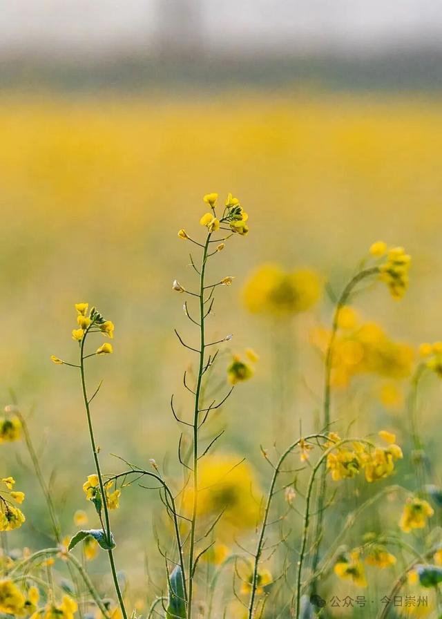 崇州第一波油菜花开了，在这里……