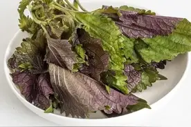 夏天必喝的‘神仙水’！一片叶子解决湿气，连喝7天透亮到发光图片