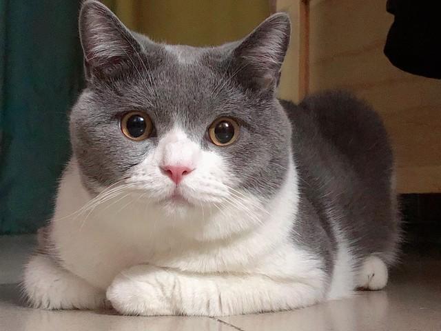 猫不会说话，但会“求救”：这5个异常，千万别当成小事