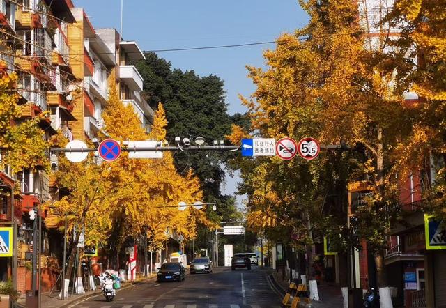 小径披金黄外衣，银杏叶片如金币，冬日里竟藏着流动画卷