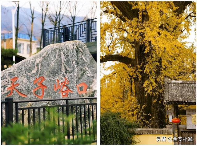 古观音禅寺谢幕？这里的千年银杏，才是最后的隐藏彩蛋！