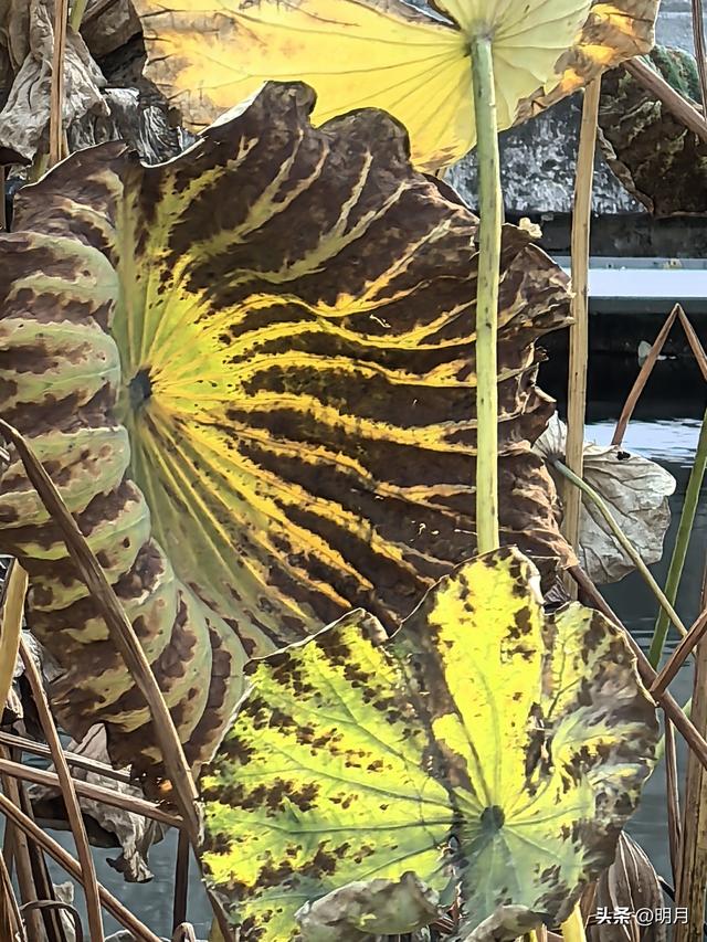 济南哪里最江南？