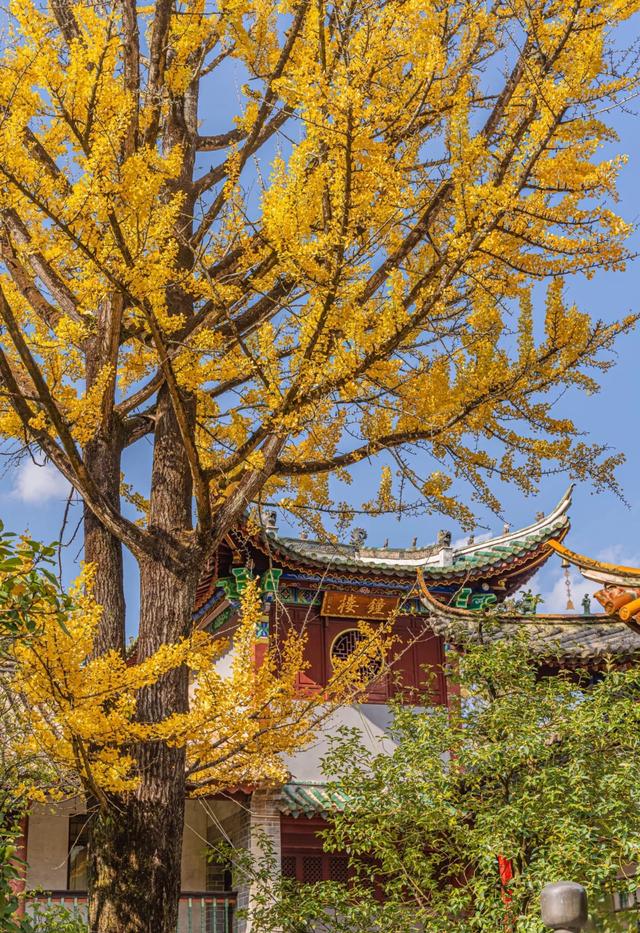 古寺暴击，在禅意中观赏金色银杏叶