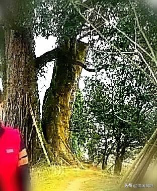 凰落秋光里，云宿醉芳华