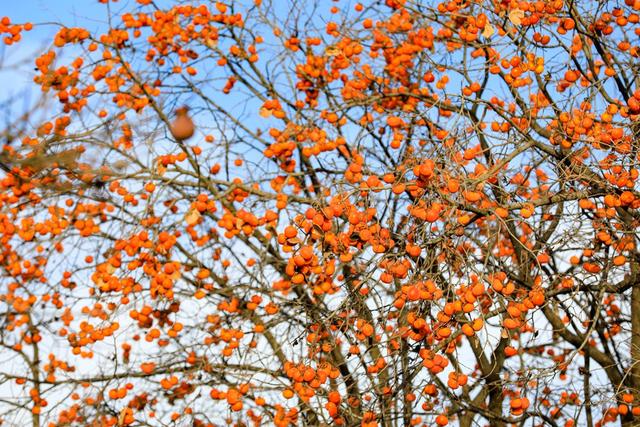 陕西宜君初冬：满枝红柿 一径清甜