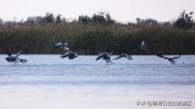 【黄河口生态旅游区】观鸟季 追光向海,赴一场黄河口的飞鸟之约!