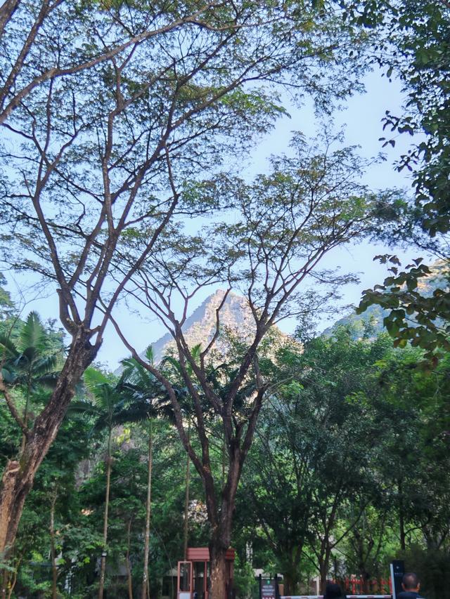 侧耳听鸟语，放眼觅花魂——游勐远仙境