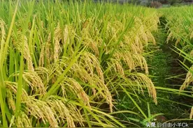 中国水稻界的“明星天团”：这5大优质品种让农田变聚宝盆图片