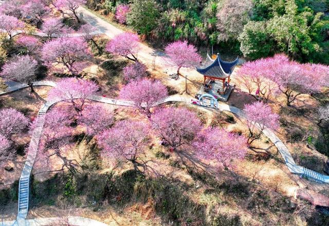 惠聚美好丨梁化梅园迎来最佳观赏期，错过等一年！