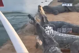 深圳一法院400万元起拍100吨活鳄鱼，需“上门提货” 自行抓捕运输，已有2000余人围观图片