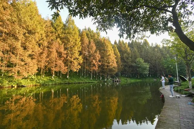 出发！感受两江绝美秋色 邂逅一园烂漫