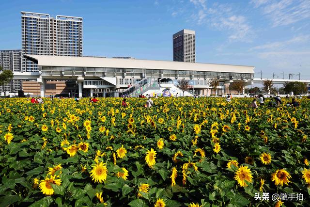 出站即入画，江苏苏州花桥地铁站向日葵花海浪漫触手可及