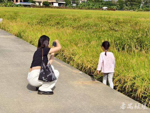 番禺区这片稻田变身网红打卡地，地铁直达“金色浪漫”游客纷至沓来