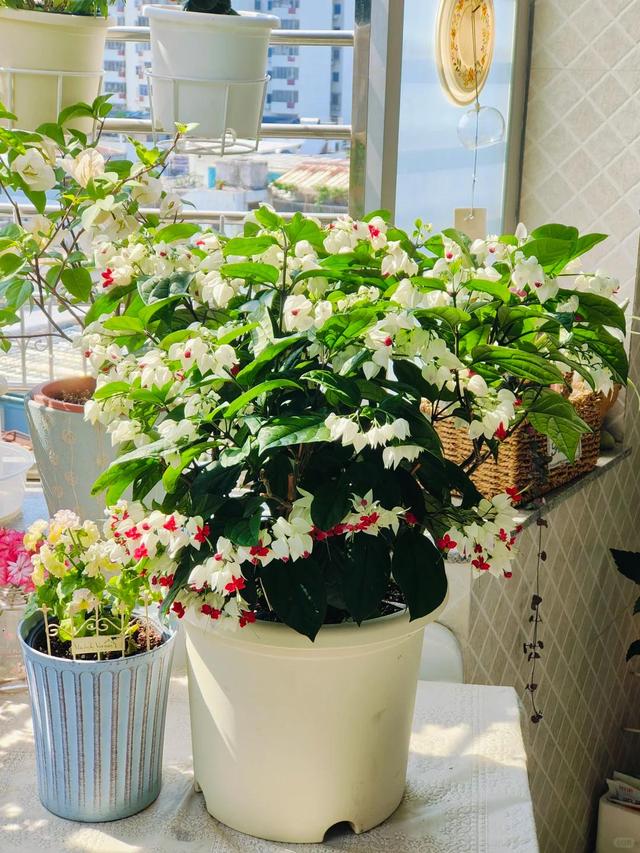 泉州一老街，有一株“龙吐珠”开成花墙，看到的人都直呼“太美”