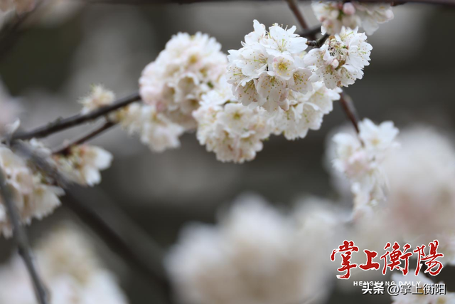 衡阳春日限定！收好这份踏青赏花打卡攻略~