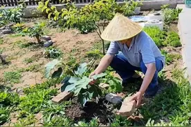 无花果树越长越旺，只长叶不结果怎么办？只要这样做就可以解决图片