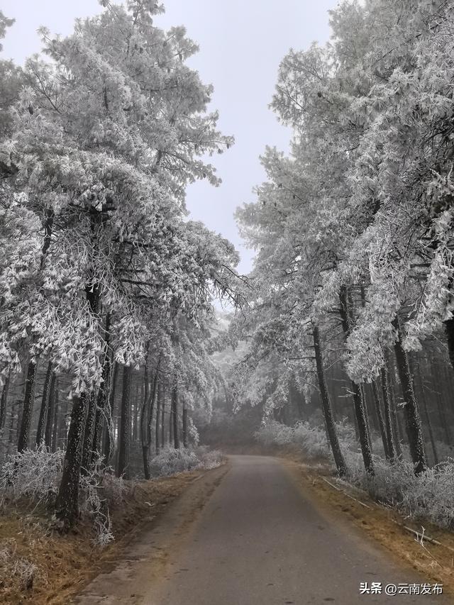 今年第一场雾凇,你追到了吗？
