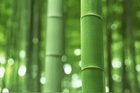 10种常见的竹子品种简介与欣赏价值图片