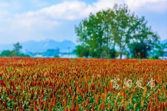 惊艳！富春江私藏了一片“燃烧的秋天”